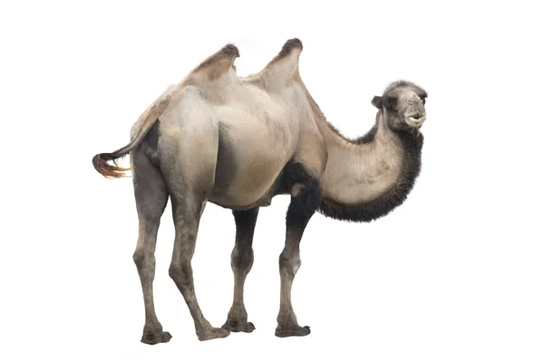 Верблюд Camelus Bacrianus Ізольований Білому Тлі — стокове фото