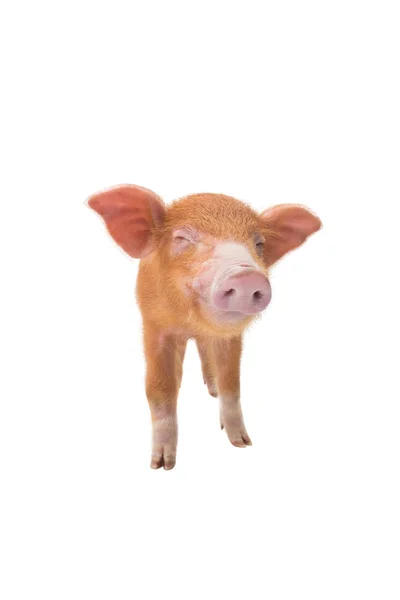 Gelbes Schwein Mit Geschlossenen Augen Isoliert Auf Weißem Hintergrund — Stockfoto