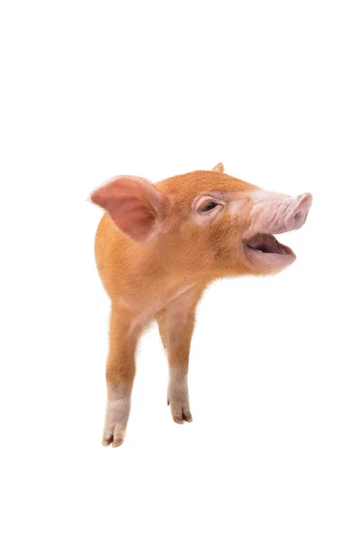 Cerdo Amarillo Aislado Sobre Fondo Blanco — Foto de Stock