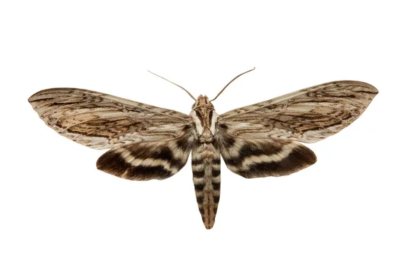 蝶白い背景に分離されたスフィンクス Mereps — ストック写真