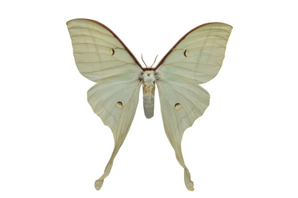 Butterfly Actias Artemis Isolated White Background — Stock Photo, Image