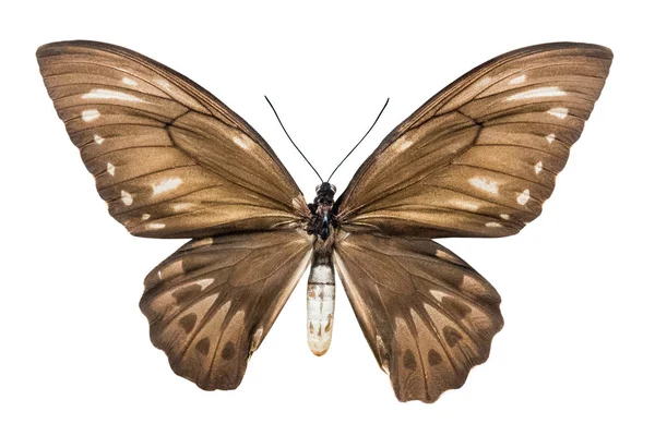 Mariposa Ornithoptera Croesus Lydius Aislada Sobre Fondo Blanco —  Fotos de Stock
