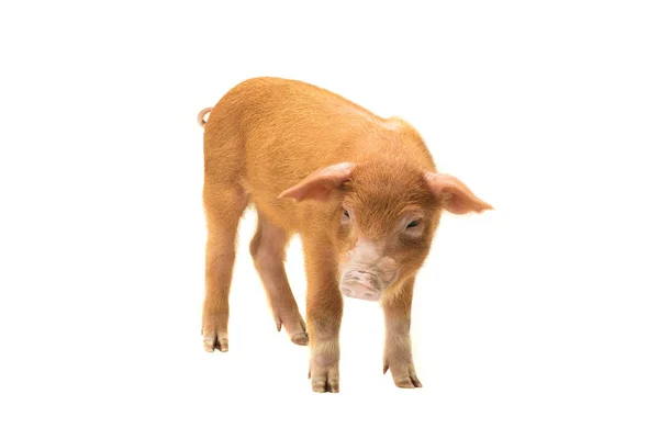 Yellow pig isolated on a white background