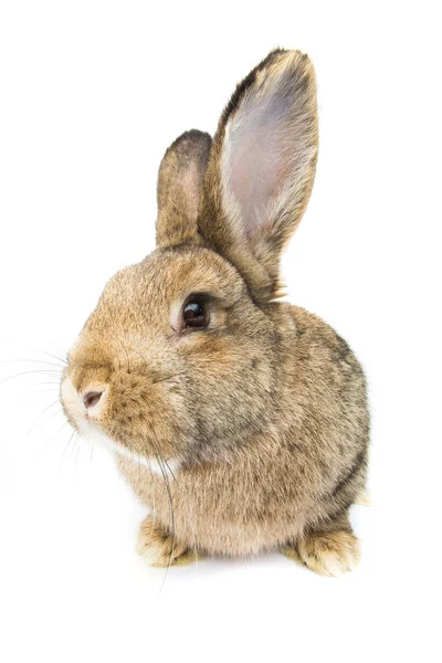 Kaninchen Isoliert Auf Weißem Hintergrund — Stockfoto