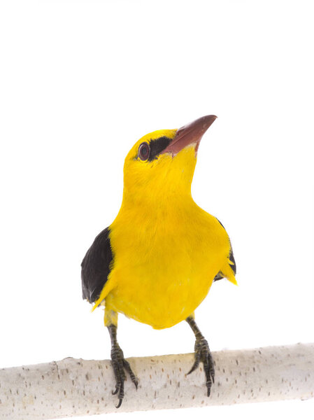 Любопытный Евразийский золотой ориол (Oriolus oriolus) выделен на белом фоне
