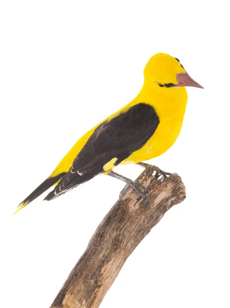 Curious Eurasian Golden Oriole Oriolus Oriolus Isolated White Background — Stock Photo, Image