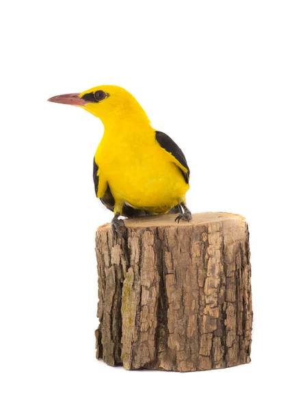 Curious Eurasian Golden Oriole Oriolus Oriolus Isolated White Background — Stock Photo, Image