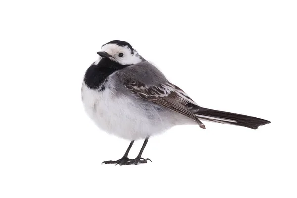 Branco Wagtail Motacilla Alba Isolado Fundo Branco Estúdio Tiro — Fotografia de Stock