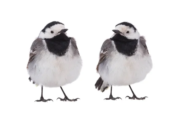 Due Wagtail Bianche Motacilla Alba Isolate Fondo Bianco Studio Girato — Foto Stock