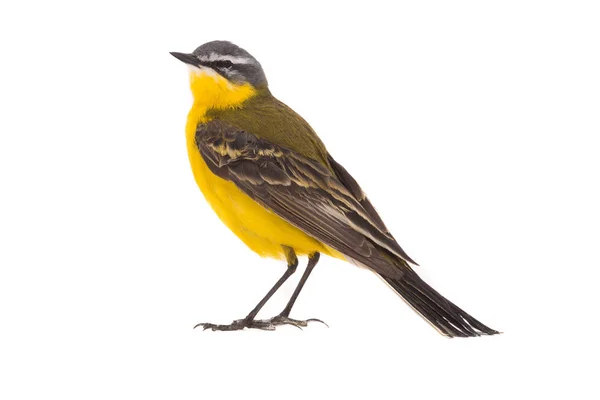 Wagtail Amarillo Occidental Motacilla Flava Aislado Sobre Fondo Blanco Plano — Foto de Stock