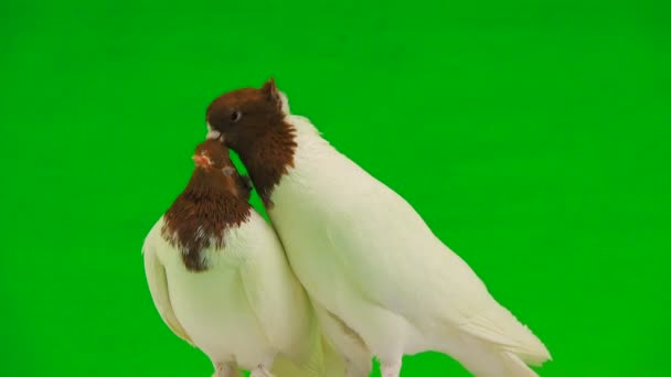 Kuss Zweier Weißer Tauben Auf Einem Grünen Bildschirm — Stockvideo