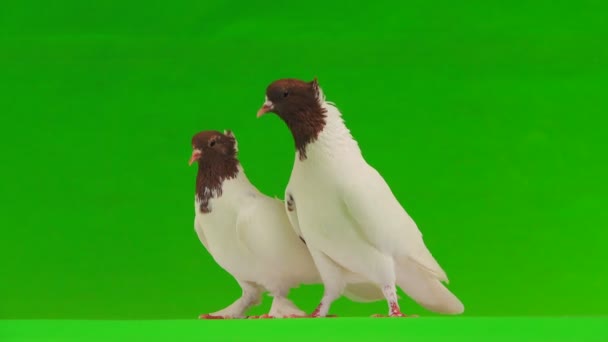 Beso Dos Palomas Blancas Una Pantalla Verde — Vídeo de stock