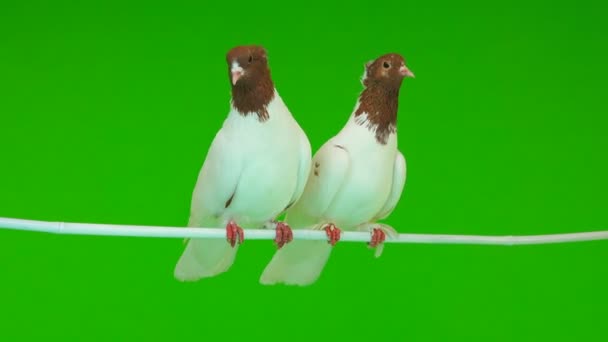 Two Pigeons Sit Branch Green Screen — Stock Video