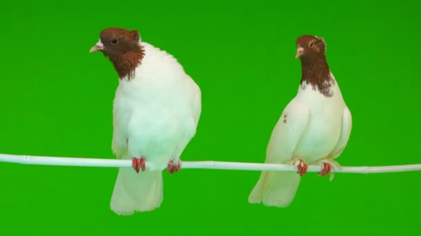 Iki Güvercin Yeşil Bir Ekran Bir Şube Oturmak — Stok video