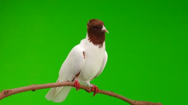 Pigeon Sit Branch Green Screen — Stock Video