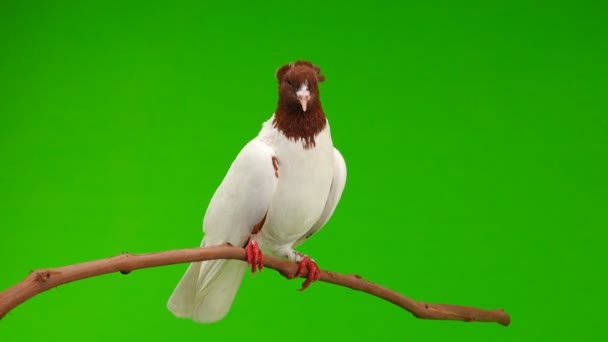 Pigeon Sit Branch Green Screen — Stock Video