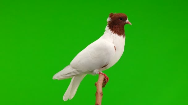 Pigeon Sit Branch Peel Green Screen — Stock Video