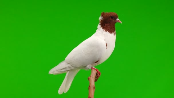 Pigeon Assis Sur Une Branche Peler Écran Vert — Video