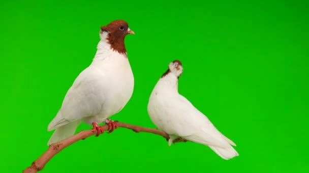 Dois Pombos Sentam Ramo Descascam Uma Tela Verde — Vídeo de Stock