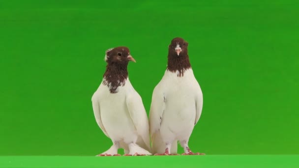 Iki Yeşil Bir Ekran Üzerinde Güvercin — Stok video