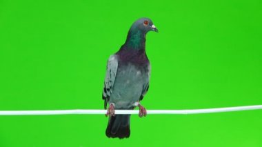 izole yeşil arka plan üzerinde beyaz bir sopa üzerinde oturan gri shtihel güvercin