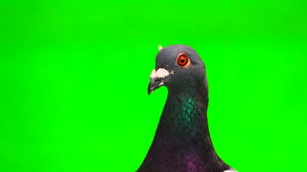 灰色の Shtihel は緑の背景に分離された頭部の羽と鳩 — ストック動画