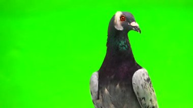 onun başında yeşil arka plan üzerinde izole bir tüy ile gri shtihel güvercin