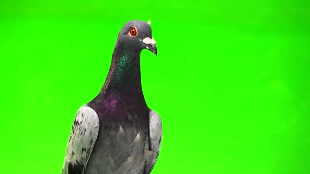 灰色の Shtihel は緑の背景に分離された頭部の羽と鳩 — ストック動画