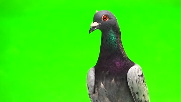 Shtihel Szary Gołąb Piór Głowie Białym Tle Zielonym Tle — Wideo stockowe