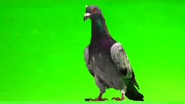 Gray Shtihel Dove Feather Its Head Isolated Green Background — Stock Video