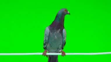 izole yeşil arka plan üzerinde beyaz bir sopa üzerinde oturan gri shtihel güvercin