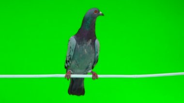 izole yeşil arka plan üzerinde beyaz bir sopa üzerinde oturan gri shtihel güvercin