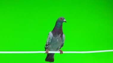 izole yeşil arka plan üzerinde beyaz bir sopa üzerinde oturan gri shtihel güvercin