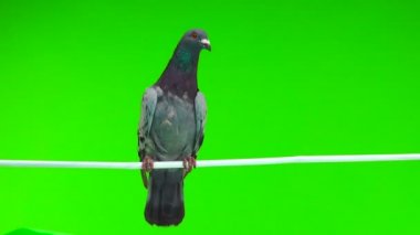 izole yeşil arka plan üzerinde beyaz bir sopa üzerinde oturan gri shtihel güvercin