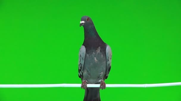 Slow Motion Portrait Gray Shtihel Dove Isolated Green Background — Stock Video