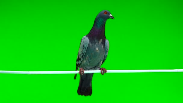 배경에 막대기에 Shtihel 비둘기 — 비디오