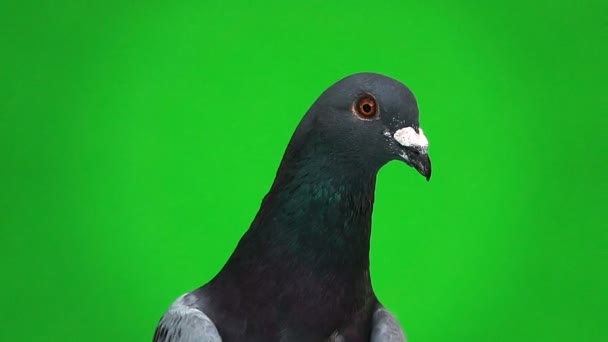 Slow Motion Portrait Gray Shtihel Dove Isolated Green Background — Stock Video