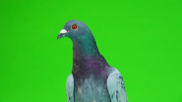 portrait colombe shtihel gris isolé sur fond vert 