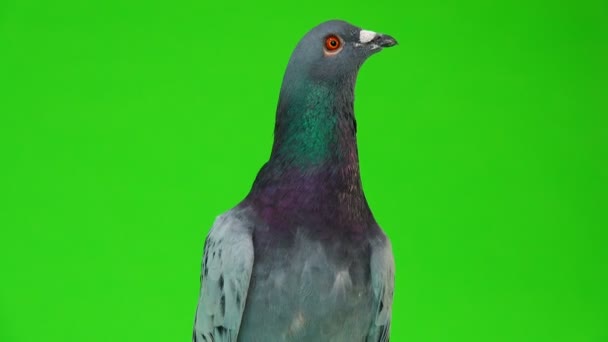 Portrait Gray Shtihel Dove Isolated Green Background — Stock Video