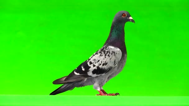 Gray Shtihel Dove Isolated Green Background — Stock Video