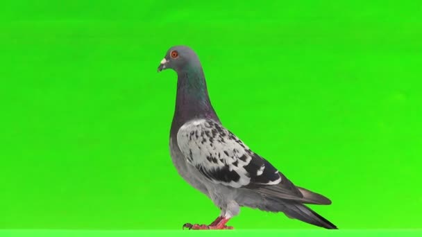 Gray Shtihel Dove Isolated Green Background — Stock Video