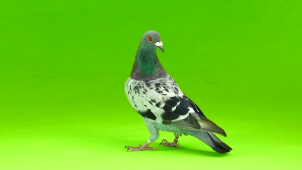 Graue Schtihel Taube Isoliert Auf Grünem Hintergrund — Stockvideo