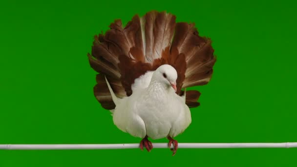 Male White Dove Peacock Isolated Green Screen Symbol Peace — Stock Video