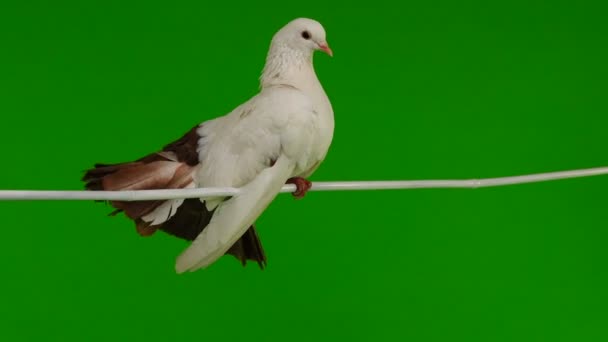 Male White Dove Peacock Cleans Feathers Isolated Green Screen Symbol — Stock Video