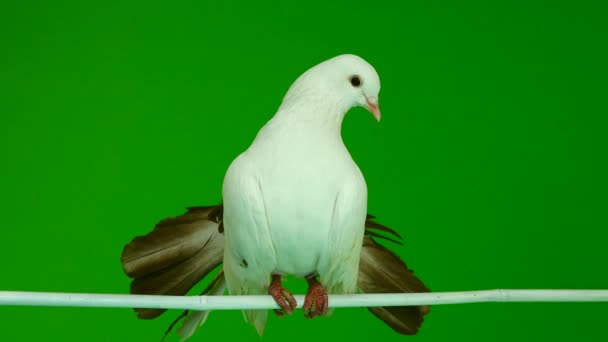 Male White Dove Peacock Cleans Feathers Isolated Green Screen Symbol — Stock Video