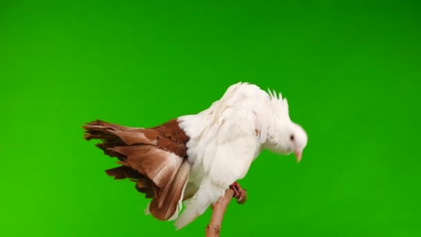 Mannelijke Witte Duif Peacock Reinigt Veren Geïsoleerd Een Groen Scherm — Stockvideo