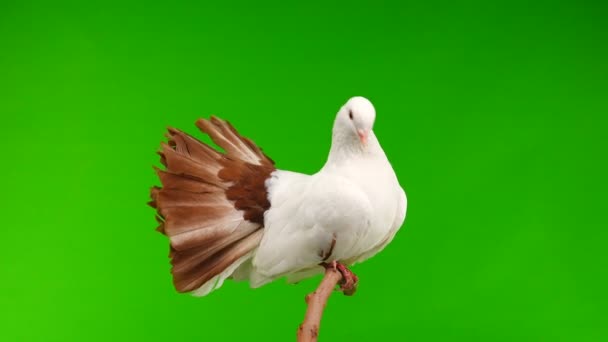 Mâle Colombe Blanche Paon Nettoie Les Plumes Isolées Sur Écran — Video