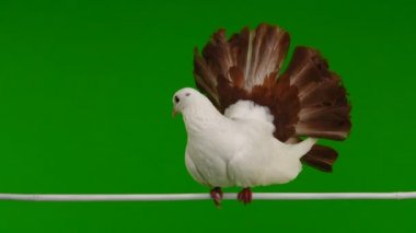 tavus kuşu üzerinde yeşil bir ekran barış sembolü olarak izole erkek beyaz güvercin