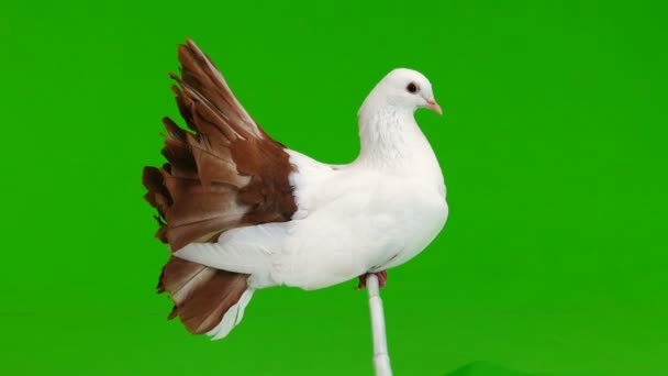 Erkek Beyaz Güvercin Tavus Kuşu Tüyleri Üzerinde Yeşil Bir Ekran — Stok video