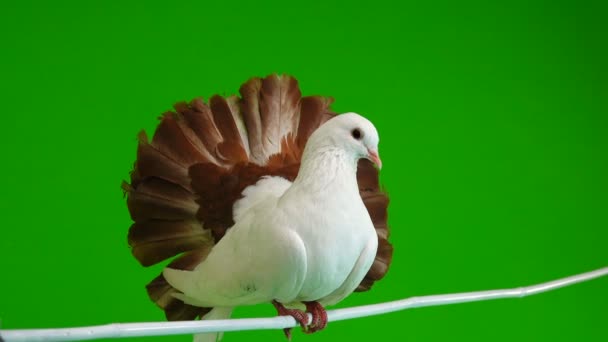 mâle colombe blanche paon nettoie les plumes isolées sur un écran vert comme symbole de paix 